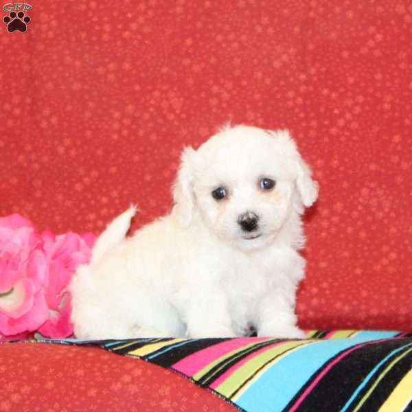 Iris, Bichon Frise Puppy